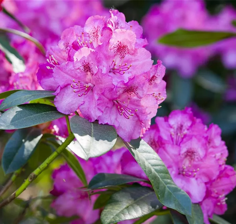 Rhododendron Rhododendron