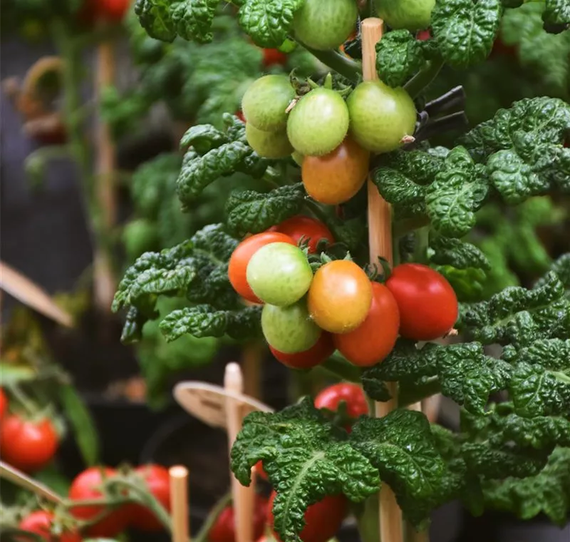 Obst & Gemüse Obst & Gemüse