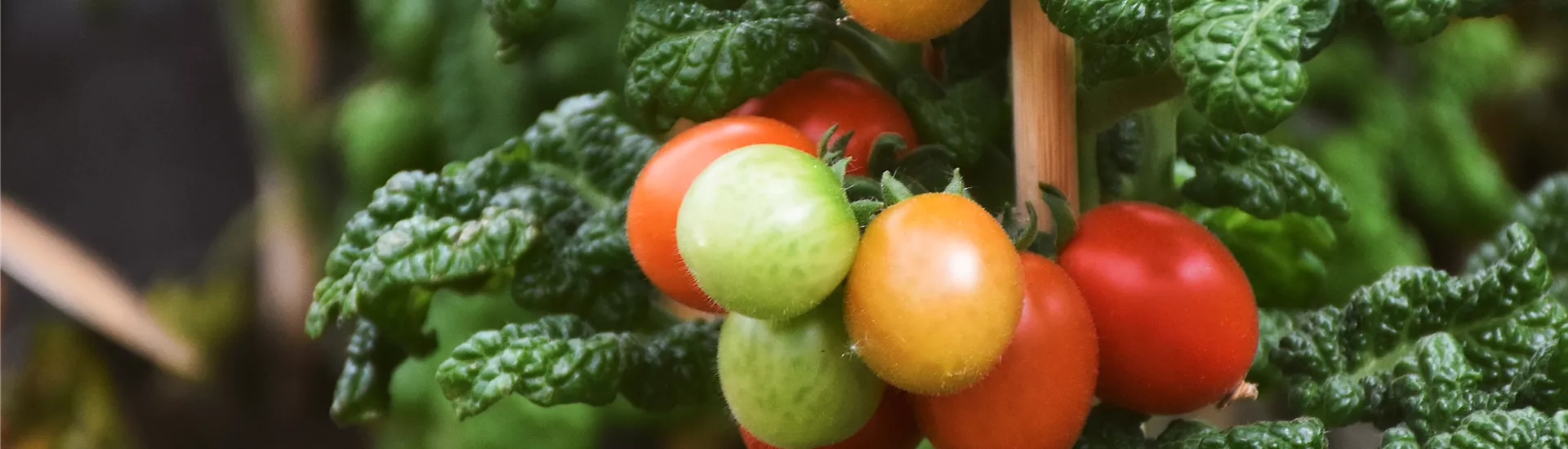 Kachel Obst und Gemüse.jpg