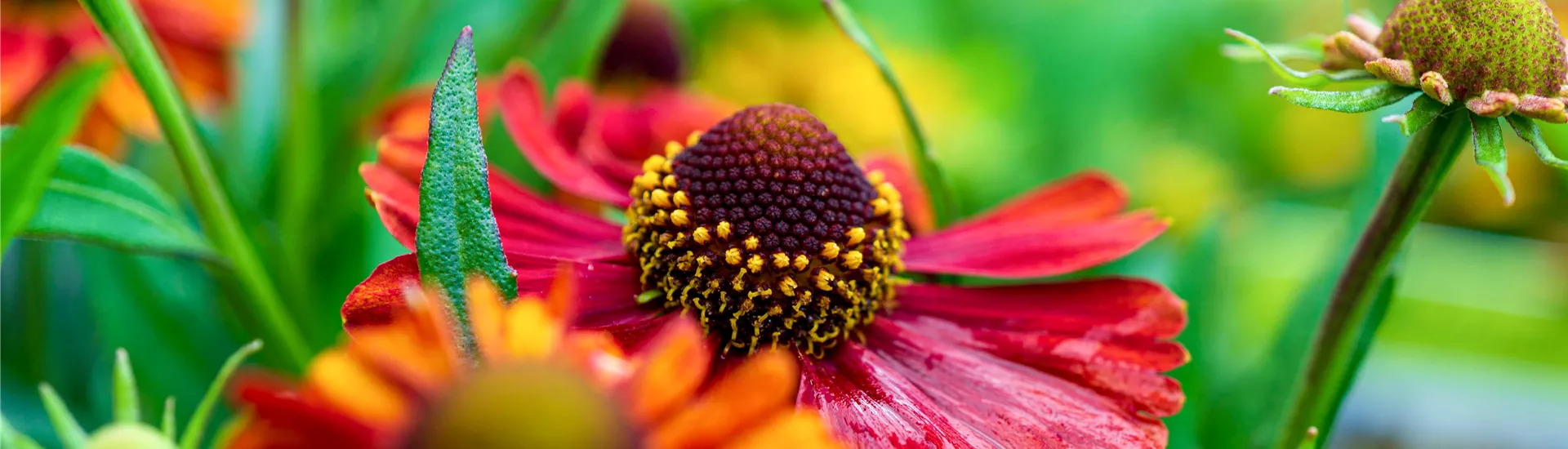 Kachel Sommerblumen.jpg Kachel Sommerblumen.jpg