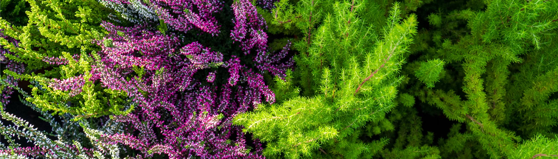 Kachel Herbstblumen.jpg Kachel Herbstblumen.jpg