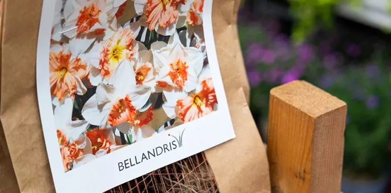 Bellandris-Platzhalter-Taupe.png Blumenzwiebeln.jpg