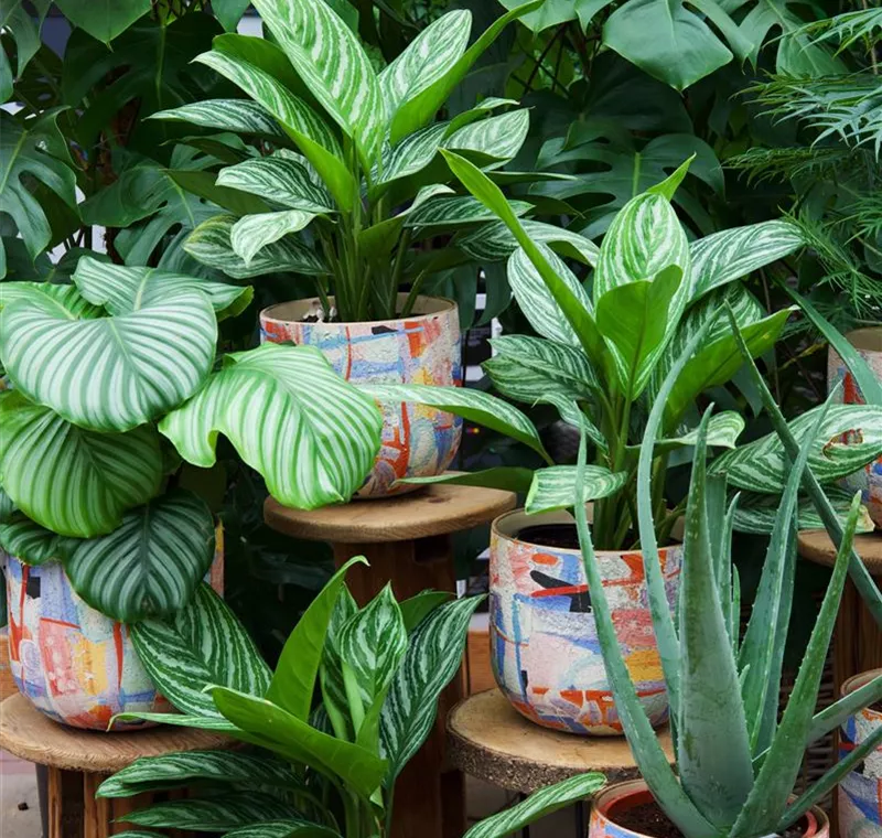 Grünpflanzen & Exoten 