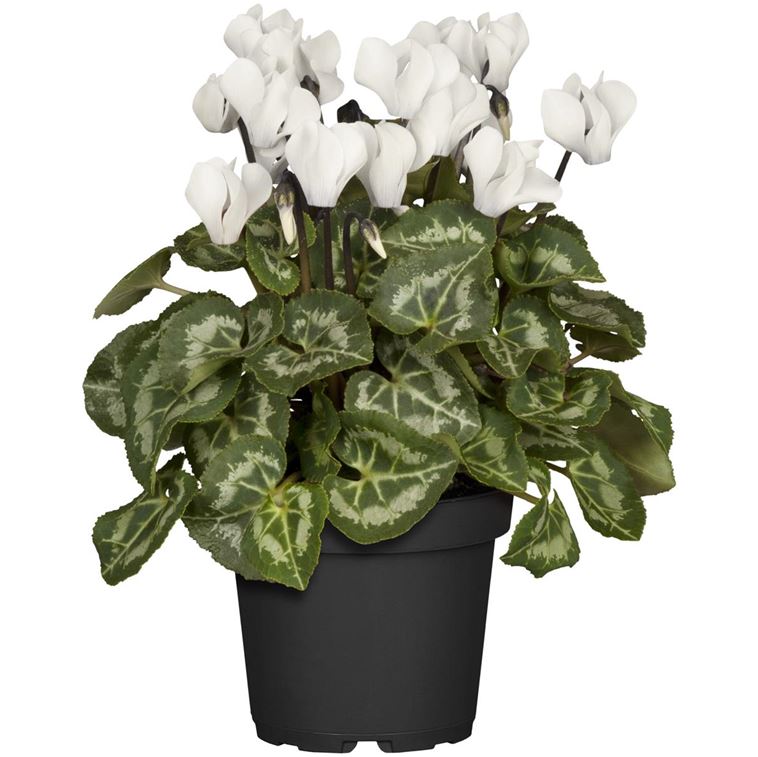 Cyclamen