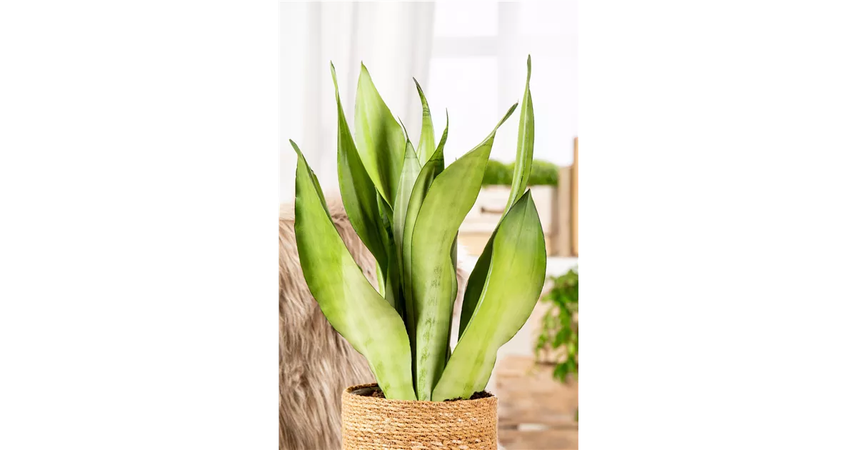 Bogenhanf, Sansevieria Moonshine'