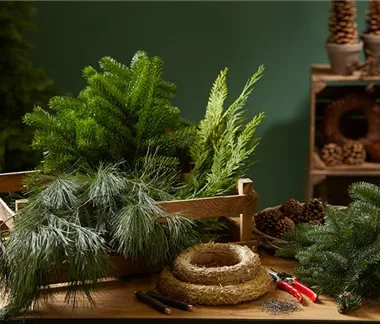 Oh Tannenbaum: Finde den Richtigen