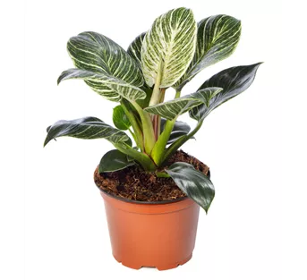 Philodendron Philodendron