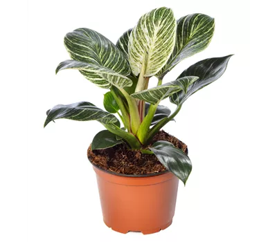 Philodendron