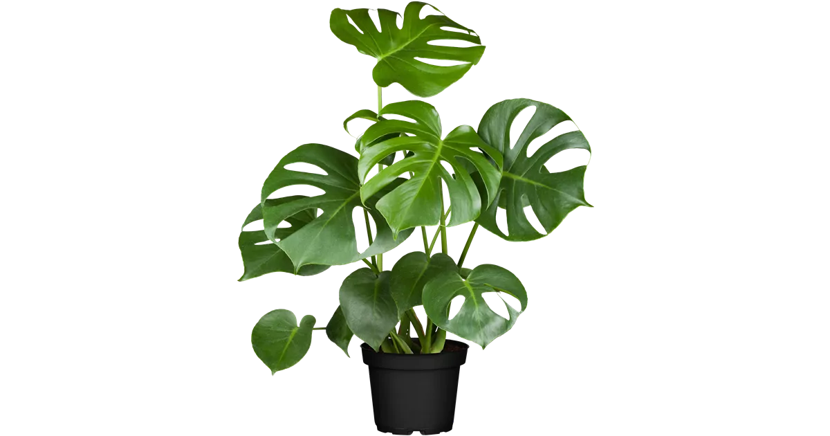 philodendron el choco red Philodendron rubrijuvenile (sp. El Choco Red) – Carnivero main image 1