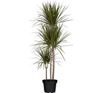 Dracaena marginata