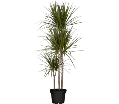Dracaena marginata