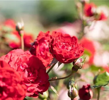 Ziergarten im Juli Ziergarten im Juli