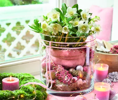 Blütenwunder Christrose