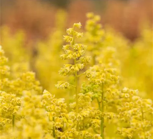 Ratgeber - Herbstblumen