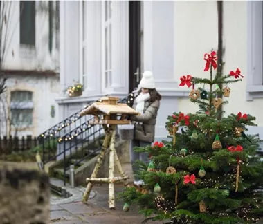 Immergrüne Outdoorstars 