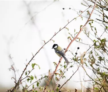 Allgemeine Gartenarbeit im Februar